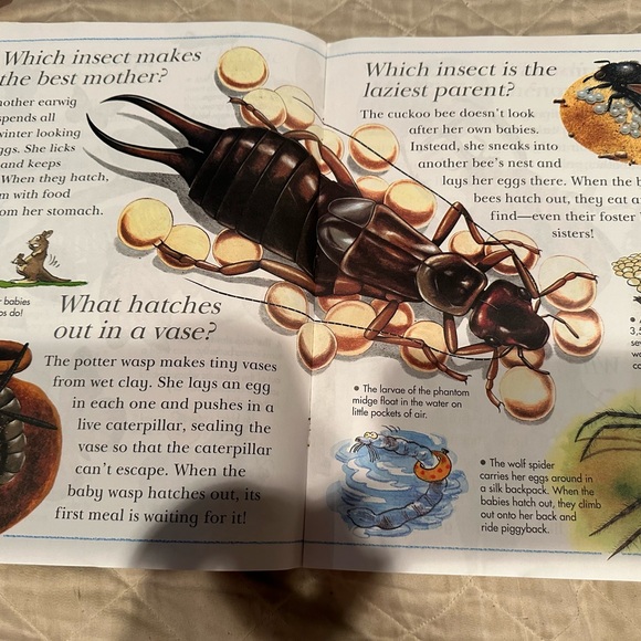 Spiders spin webs and other questions about creepy crawlies- I wonder why - Picture 3 of 6